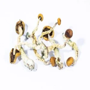 Kambodschanische Pilze